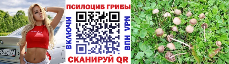 Псилоцибиновые грибы Cubensis  купить наркоту  Долинск 